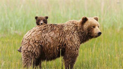 Bear with cubs wallpaper - Animal wallpapers - #25957