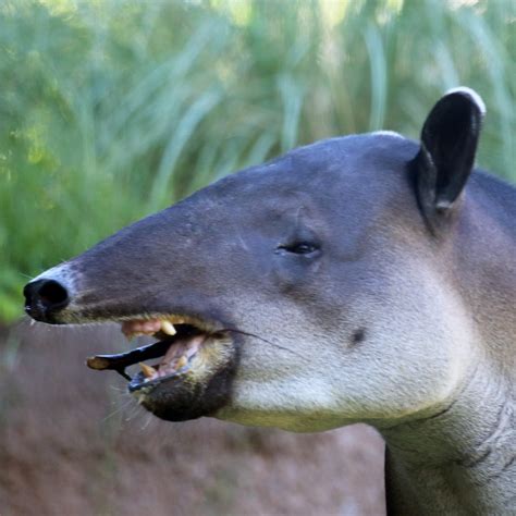 Baird’s Tapir | Reid Park Zoo