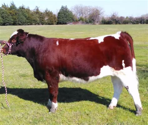 How to Identify Maine Anjou Cattle: 13 Steps (with Pictures)