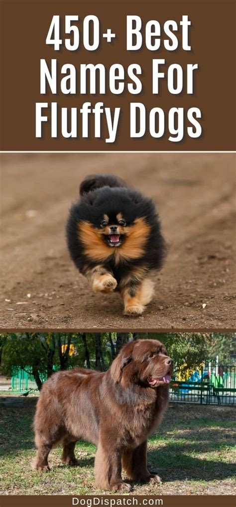 450+ Best Names For Fluffy Dogs (2022 Updated) - Dog Dispatch