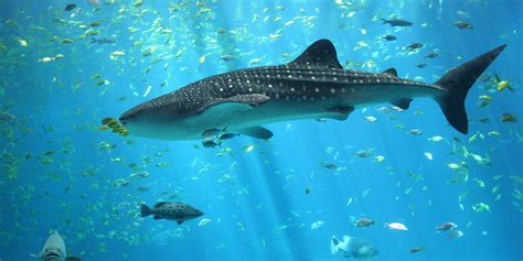 Longest Recorded Whale Shark Migration - EcoWatch