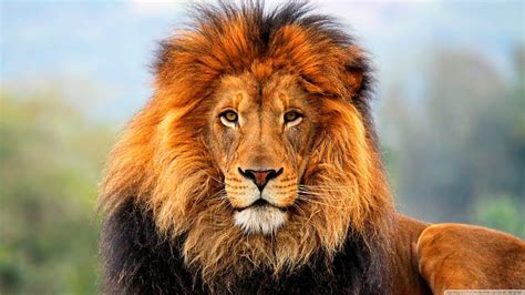 2560x1440px | free download | HD wallpaper: animals, 2560x1440, Lion ...