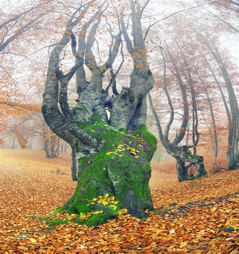 Beech forest in autumn stock image. Image of outdoors - 87825725