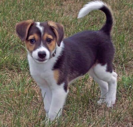 Corgi Beagle Mix - Interesting Facts You Need to Know Now - PetDT