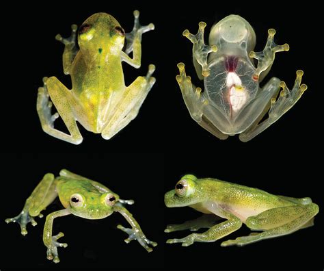 CURIOSITY: A new species of glass frog with translucent… | UrbanGlass