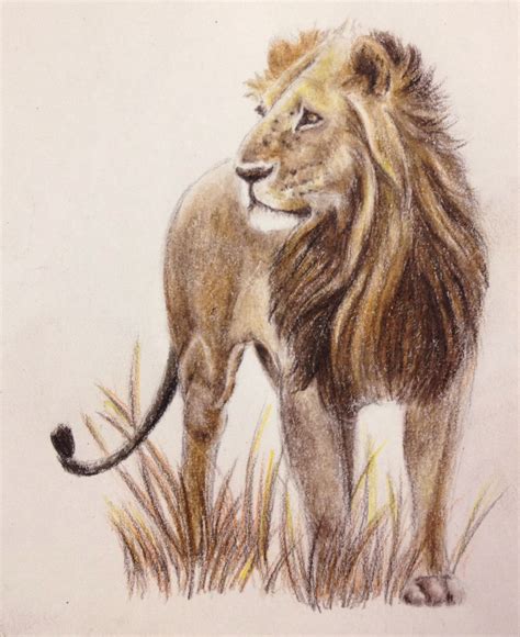 African lion in colored pencil. | Pencil drawings of animals, Lion drawing, Animal drawings sketches