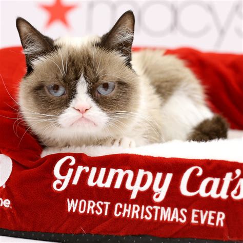 Grumpy Cat Movie | POPSUGAR Celebrity