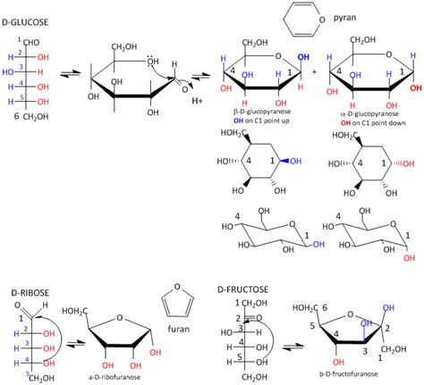 Glucose Ring Structure Formation