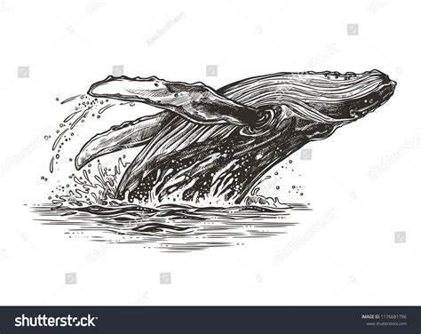 Jumping in the ocean humpback whale. Beautiful vector sketch illustrationhumpback#whale#Jumping# ...