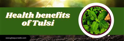 Health benefits of Tulsi