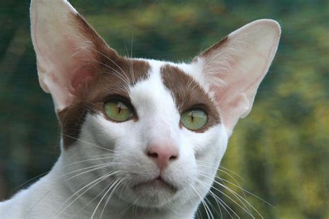 Oriental Shorthair: Cat Breeds | Breed Information | Mad Paws