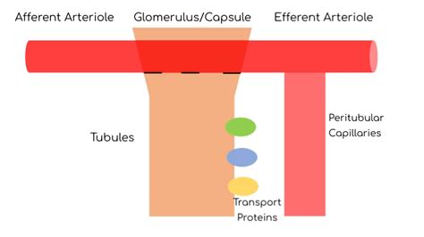 Top 174+ Urine formation animation - Merkantilaklubben.org