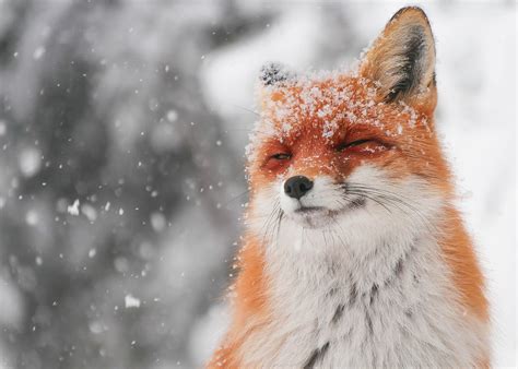 Snow is like play powder for foxes. : r/foxes