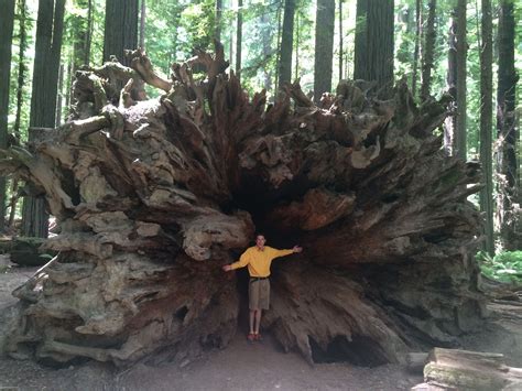 Explore the Redwood Trees at Humboldt National Park. The Giant Redwoods of California. Trees the ...