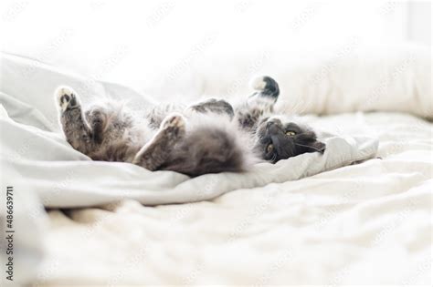 fluffy cat in bed Stock Photo | Adobe Stock