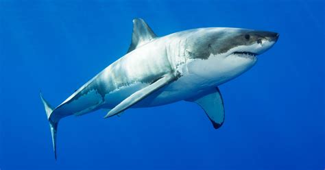 The Great White Shark Genome Is Here—Superpowers and All | WIRED