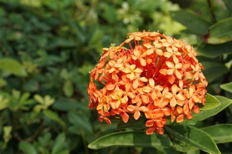 Ixora Plant Care And Complete Guide | Plantly