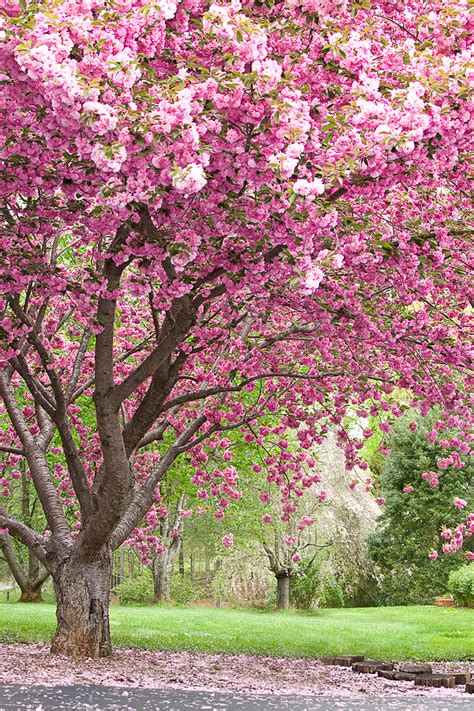 Gallery For > Pink Flowering Trees