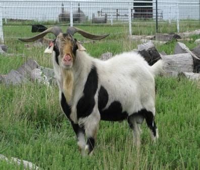 Kiko Goat – All About Goats