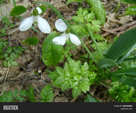 Snowdrop Spring Image & Photo (Free Trial) | Bigstock