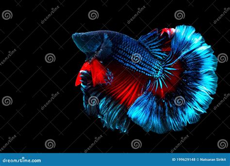 Blue Siamese Fighting Fish are Fighting, Fancy Halfmoon Betta, Betta Splendens Rhythmic of Betta ...