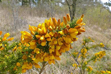 Gorse (Ulex europaeus) | Fraser Valley Invasive Species Society