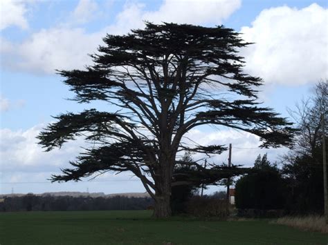 Ornamental Cedar Trees Pictures