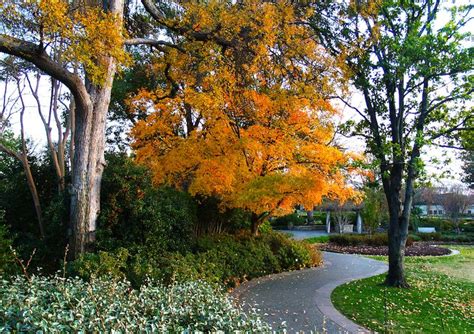 Autumn at the Dallas Arboretum, Dallas Arboretum, Fall Leaves, Fall Colors, Fall, Garden, Dallas ...