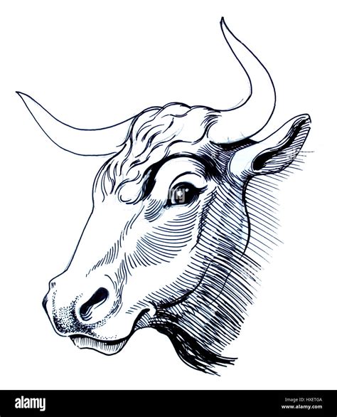 Cow sketch hi-res stock photography and images - Alamy