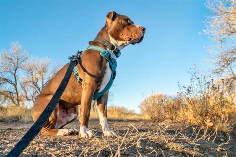 Best Dog Harness For Hiking – Designed for Safety & Comfort! (2024)