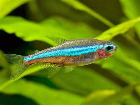 Green neon tetra - Alchetron, The Free Social Encyclopedia