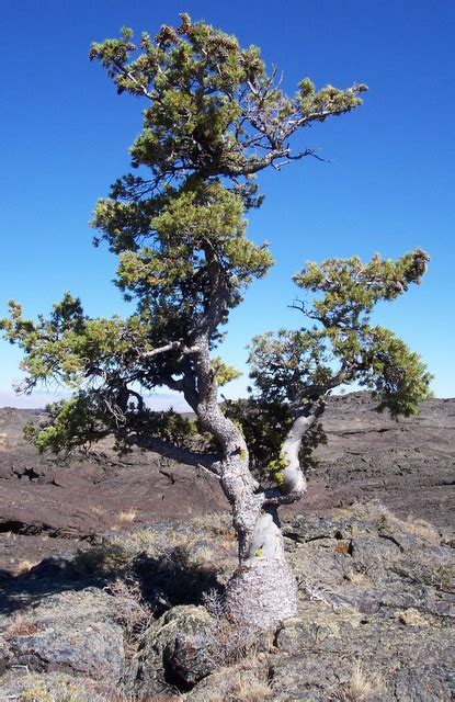 Limber Pine - Craters Of The Moon National Monument & Preserve (U.S. National Park Service)