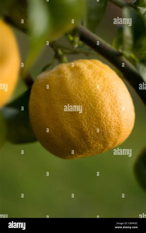 Citrus bergamia, Bergamot, Citrus Stock Photo - Alamy