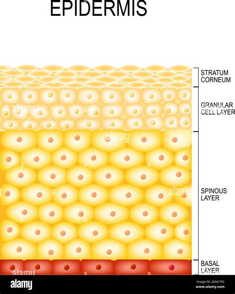 Skin Cells and Structure Layers of epidermis. cornified (stratum corneum), clear or translucent ...