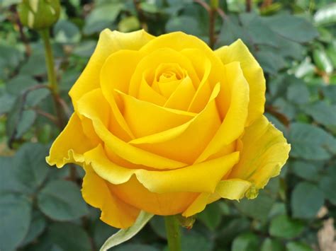 Yellow Roses Archives - Virgin Farms