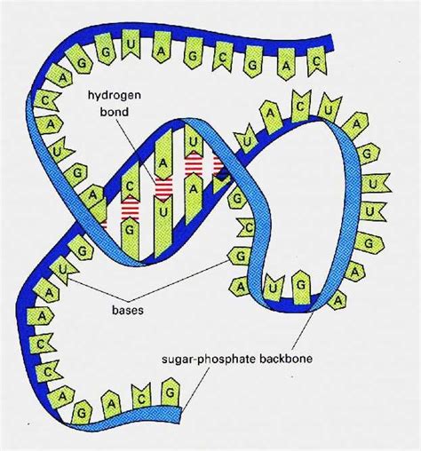 RNA