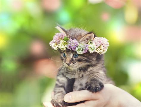 Cute Cat Inside Flowers