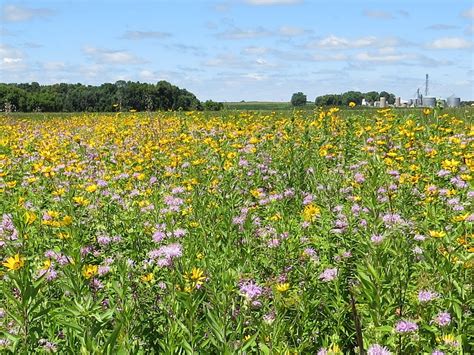 Penelopedia: Nature and Garden in Southern Minnesota: Prairie Flowers ...