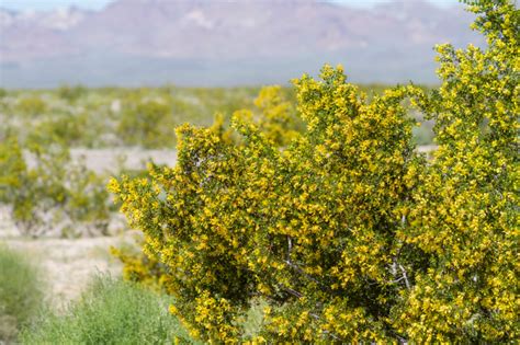 Chaparral: A Healing Shrub from the Southwest Deserts - Article - Stevenhorne.com