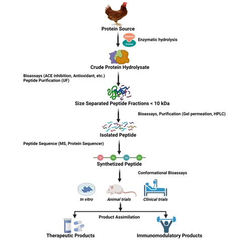 A simplified protocol of spent hen proteins-derived bioactive peptides... | Download Scientific ...