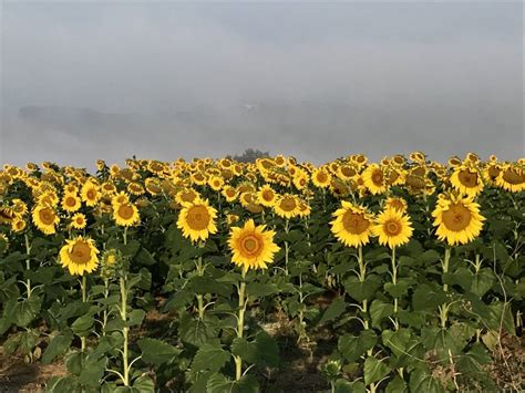 Sunflower Flower Lifespan | Best Flower Site