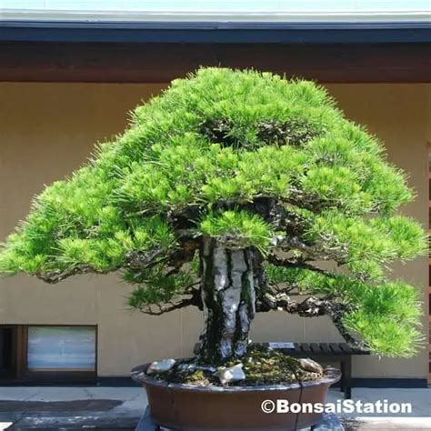 Pot Type Best Suited for Your Bonsai