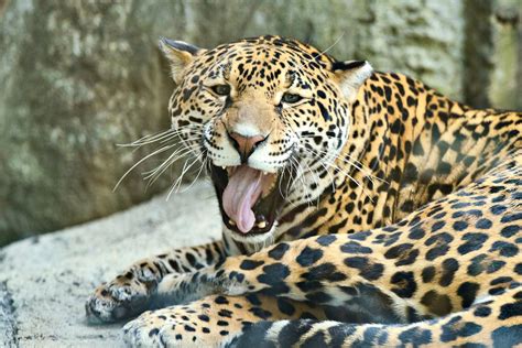 Jaguar Making Funny Face | Eric Kilby | Flickr