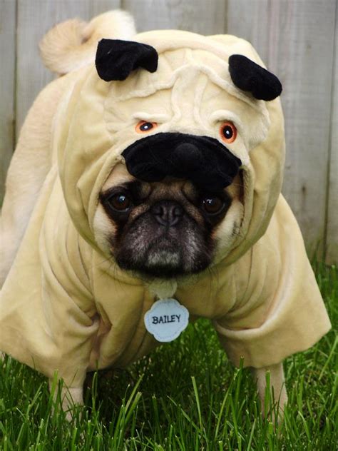 Pug Costume Photograph by Tina Moreau