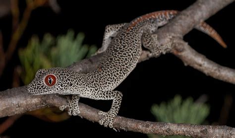 The jewel-eyed gecko with a foul-smelling secret - Australian Geographic