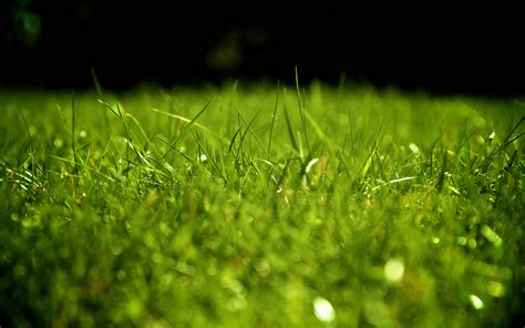 Zoom virtual background grass download - honslide