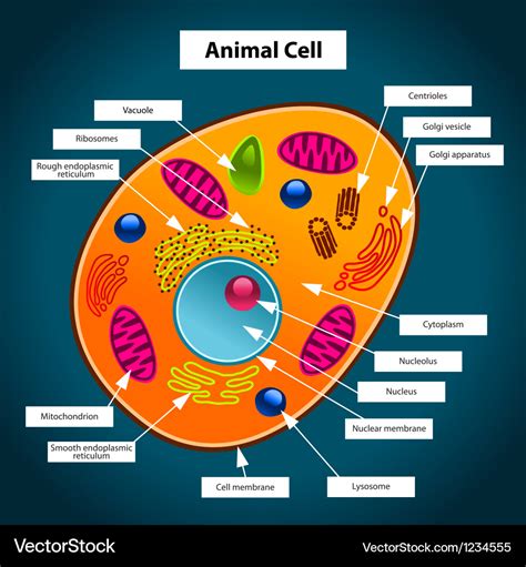 Animal cell Royalty Free Vector Image - VectorStock