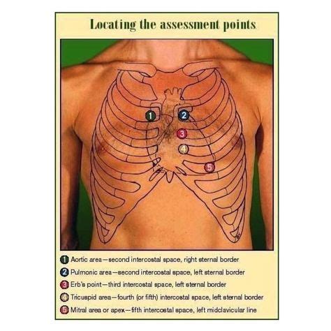 Cardiac auscultation points | Cardiac auscultation, Cardiac, Heart ...