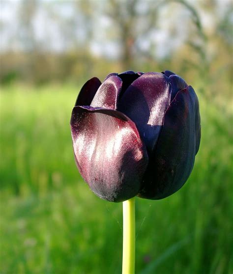 Online crop | HD wallpaper: flower, tulip, black, tulip spring, black ...