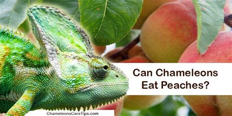 Can Chameleons Eat Peaches? - Chameleon Care Tips